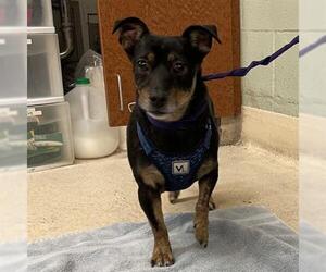 Miniature Pinscher Dogs for adoption in Rancho Cucamonga, CA, USA