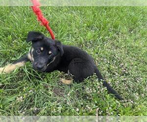 German Shepherd Dog Dogs for adoption in Houston, TX, USA