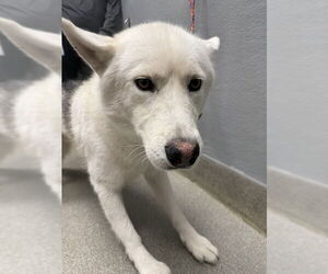 Siberian Husky-Unknown Mix Dogs for adoption in Las Vegas, NV, USA