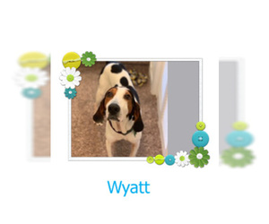 Treeing Walker Coonhound Dogs for adoption in Norfolk, VA, USA