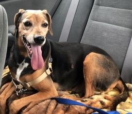 Medium Photo #1 Beagle Puppy For Sale in Rockaway, NJ, USA