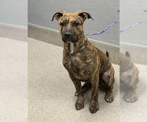 Mutt Dogs for adoption in Las Vegas, NV, USA