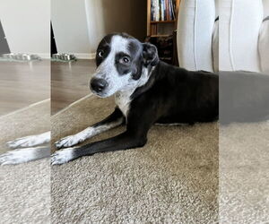 Mutt Dogs for adoption in Aurora, CO, USA