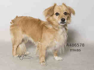 Chiranian Dogs for adoption in Moreno Valley, CA, USA