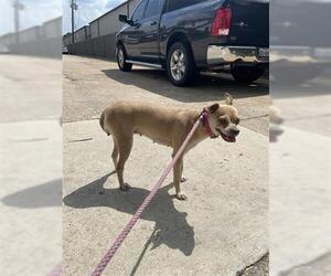 Chihuahua Dogs for adoption in Houston, TX, USA