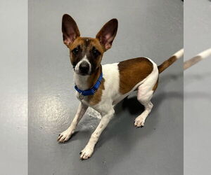 Jack Russell Terrier-Unknown Mix Dogs for adoption in South Bend, IN, USA