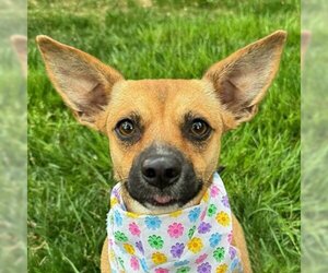 Chihuahua-Unknown Mix Dogs for adoption in Arlington, VA, USA