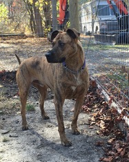 Great Dane-Unknown Mix Dogs for adoption in Spring Lake, NJ, USA