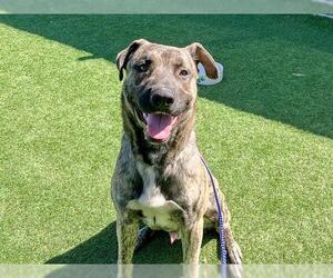 Plott Hound Dogs for adoption in Orange, CA, USA