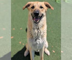 Anatolian Shepherd-Unknown Mix Dogs for adoption in Rockwall, TX, USA