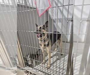 German Shepherd Dog Dogs for adoption in San Antonio, TX, USA