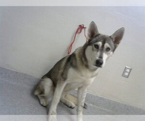 Siberian Husky Dogs for adoption in Pasadena, TX, USA