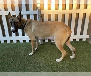 Medium Photo #1 Mutt Puppy For Sale in Modesto, CA, USA