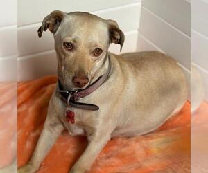 Chihuahua-Unknown Mix Dogs for adoption in San Diego, CA, USA