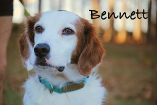Brittany Dogs for adoption in Minneola, FL, USA