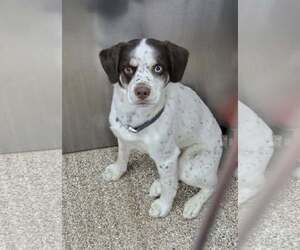 Huskies -Spaniel Mix Dogs for adoption in Martinsburg, WV, USA