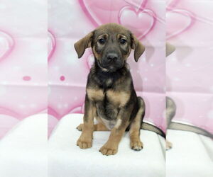 Beagle-Unknown Mix Dogs for adoption in El Centro, CA, USA