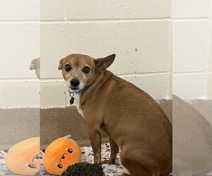 Chihuahua-Unknown Mix Dogs for adoption in Royal Palm Beach, FL, USA