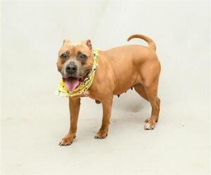 Mutt Dogs for adoption in Sanford, FL, USA