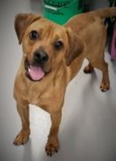 Puggle Dogs for adoption in Raytown, MO, USA