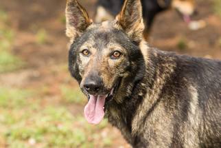 German Shepherd Dog Dogs for adoption in Brownsboro, AL, USA