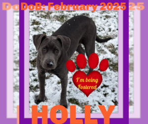 Mutt Dogs for adoption in Sebec, ME, USA