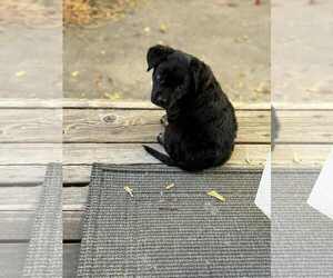 Mutt Dogs for adoption in MIDWAY, UT, USA