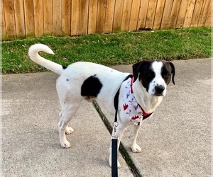 Mutt Dogs for adoption in North Richland Hills, TX, USA