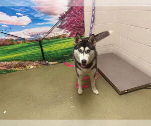Siberian Husky-Unknown Mix Dogs for adoption in Moreno Valley, CA, USA