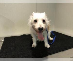 Jack Russell Terrier Dogs for adoption in pomona, CA, USA