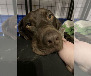 German Shorthaired Lab Dogs for adoption in Aurora, IN, USA