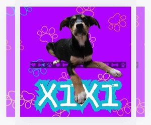 Doberman Pinscher-Unknown Mix Dogs for adoption in Anchorage, AK, USA