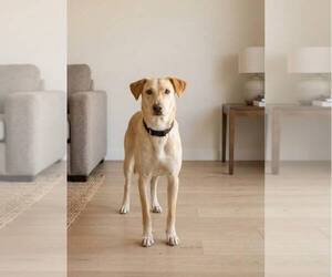 Golden Retriever-Unknown Mix Dogs for adoption in Escondido, CA, USA