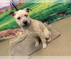 Mutt Dogs for adoption in Moreno Valley, CA, USA