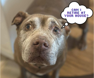 American Pit Bull Terrier-Unknown Mix Dogs for adoption in Catasauqua, PA, USA