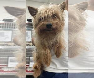 Silky Terrier-Unknown Mix Dogs for adoption in Forestville, MD, USA