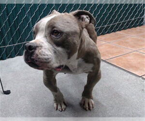 Mutt Dogs for adoption in Downey, CA, USA