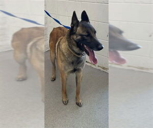 Mutt Dogs for adoption in San Bernardino, CA, USA