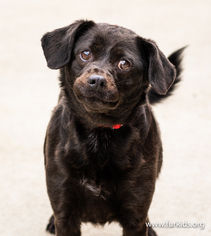 Medium Photo #1 Puggle Puppy For Sale in Alpharetta, GA, USA