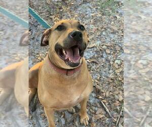 Black Mouth Cur Dogs for adoption in Valrico, FL, USA
