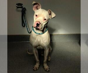 Boxer-Unknown Mix Dogs for adoption in Rancho Cucamonga, CA, USA