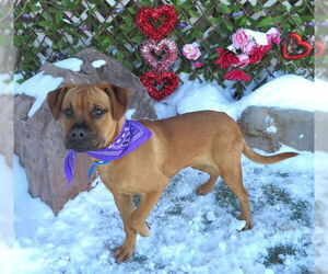 Mutt Dogs for adoption in Oklahoma City, OK, USA