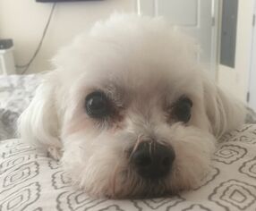 Maltese Dogs for adoption in Rockaway, NJ, USA