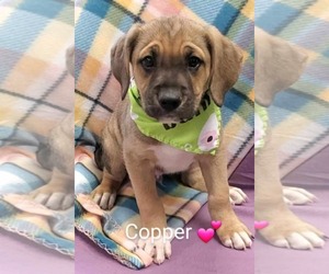 German Shepherd Dog-Unknown Mix Dogs for adoption in SHERBURNE, NY, USA