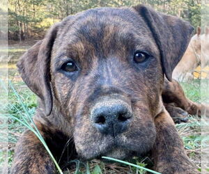 Retriever -Unknown Mix Dogs for adoption in Canton, CT, USA