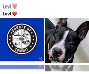 American Pit Bull Terrier Dogs for adoption in Akron, OH, USA