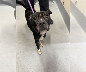 Mutt Dogs for adoption in Louisville, KY, USA