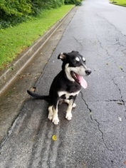 Carolina Dog Dogs for adoption in Atlanta, GA, USA