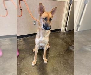 German Shepherd Dog Dogs for adoption in Rockwall, TX, USA