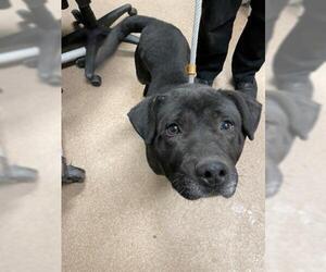 Labrador Retriever-Unknown Mix Dogs for adoption in Saginaw, MI, USA